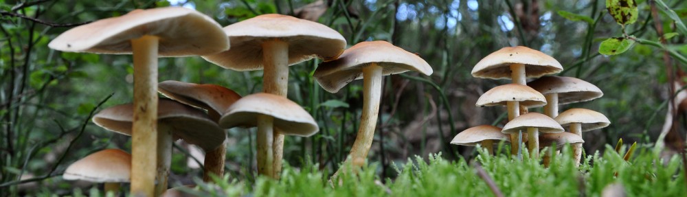 Mushrooms are Fungi